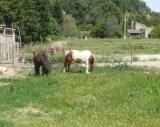 Les animaux